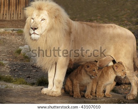 Lion caring for his two little babies