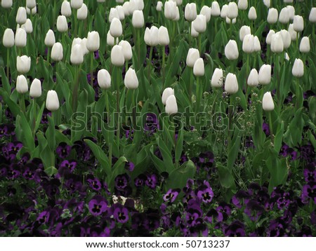 flowers background white. stock photo : spring flowers background- white tulips