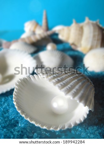 beautiful shells isolated on blue background made of little blue rock