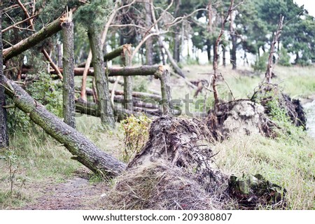 Storm damage. fallen trees in the forest after a storm