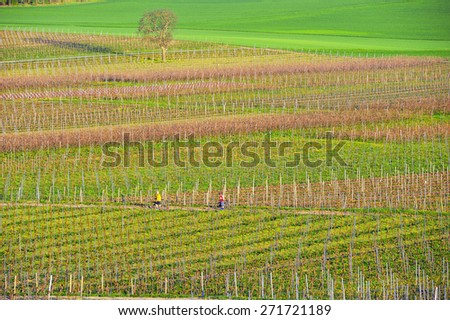 Vineyards in Germany.