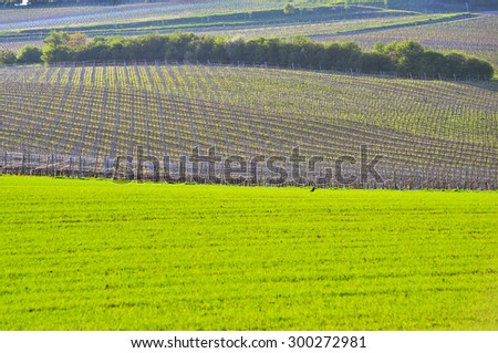 View of a vineyard in Germany.