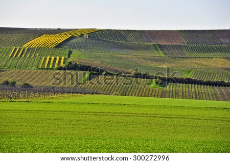 View of a vineyard in Germany.