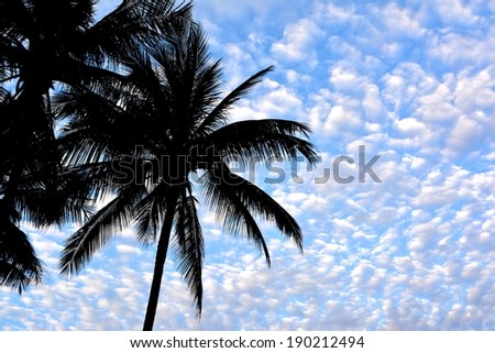 Coconut tree silhouette with blue sky and clouds