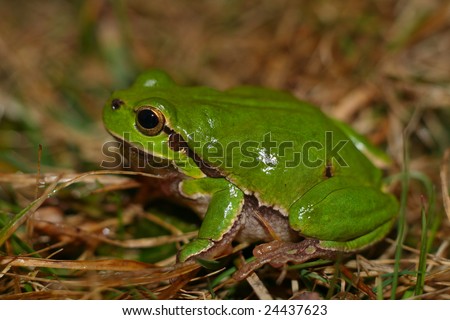 Tree frog - small animal with smooth skin and long legs that are used for jumping. European tree frog (Hyla arborea) is more or less common in Europe.