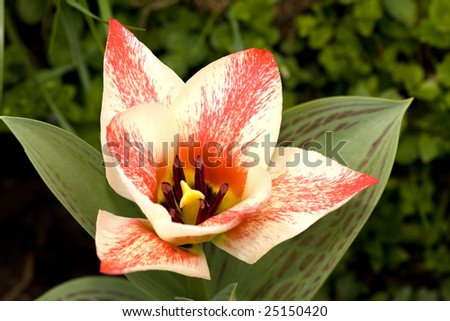 flower of czaar peter tulip