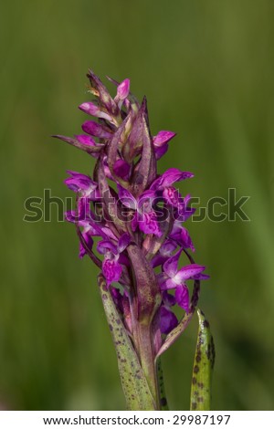 Early Marsh-orchid (Dactylorhiza incarnata) is a species of terrestrial (ground-dwelling) plants from the orchid family (Orchidaceae)