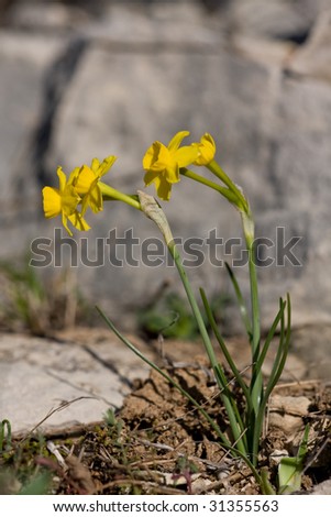 Narcissus Assoanus