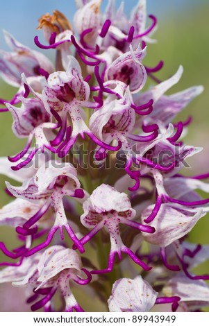 Detail of Monkey Orchid, Orchis simia, in blossom in a meadow