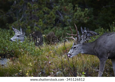 A male deer with antlers in the foreground while the female doe peeks her head above the bushes in the background