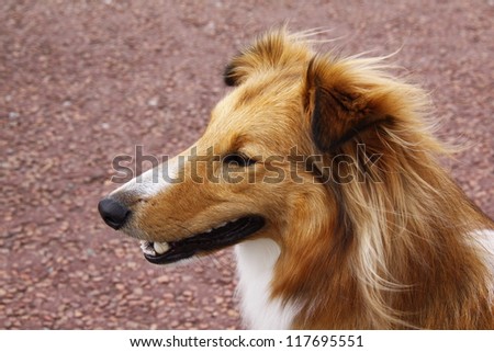 sheltie collie dog being attentive and alert