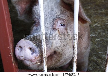 pig looking out from behind a barred gate