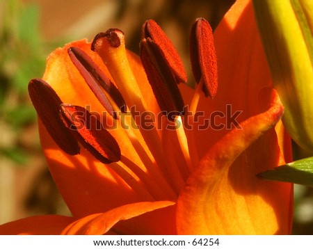 flame red lily