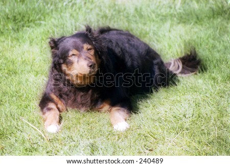 fat dog lying down