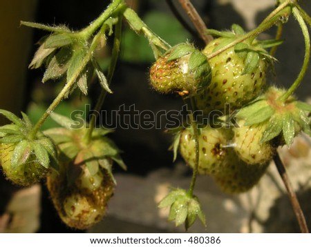 young strawberries growing on a wild strawberry plant
