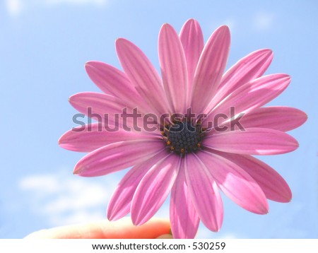 pink flower held up to the blue sky with the sun shining on it