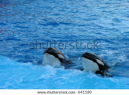 two killer whales