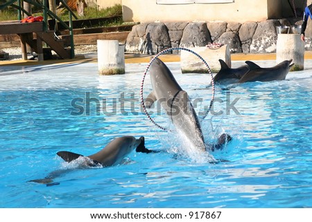 dolphin jumping through a hoop