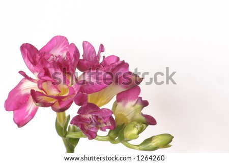 freesia flower head