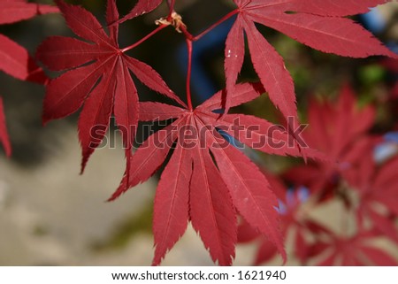 leaves of a japanese maple tree