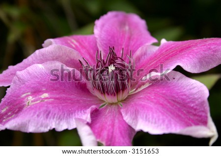 doctor ruppel clematis climbing plant