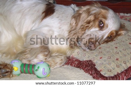 Tan Cocker Spaniel