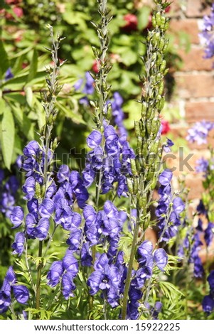 aconitum better known as monkshood all parts of the plant are poisoness and contact with the skin can cause irritation