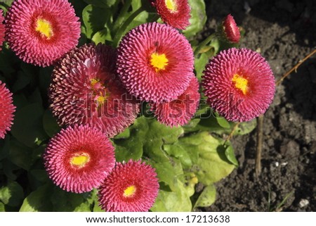 small growing bellis daisy which grows close to the ground