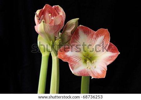 Amaryllis flowers showing the detail of the flower and stamen with pollen