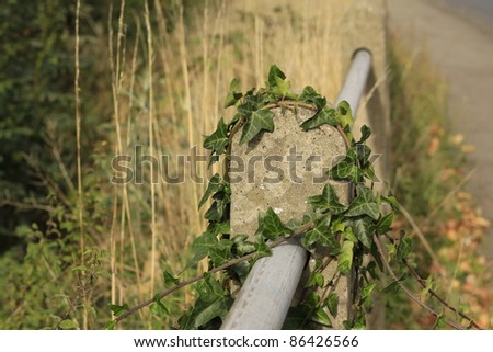 ivy growing on a concrete post along the side of a road