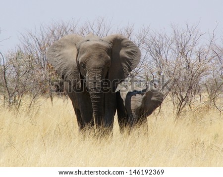 baby elefant with mom