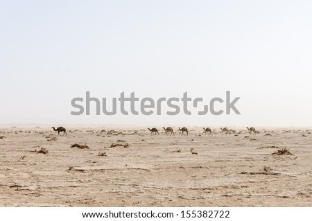 Morocco, Hamada du Draa (Moroccan stone desert) Dromedaries in sand storm