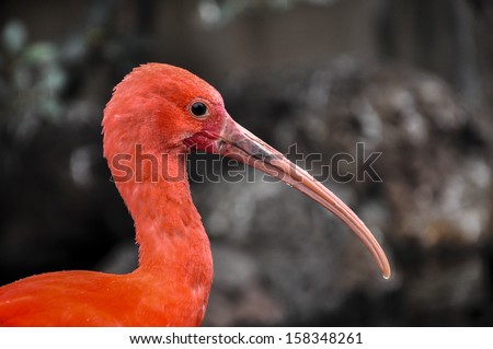 Head of a scarlet ibis (Eudocimus ruber) at zoological garden in Valencia (Spain)