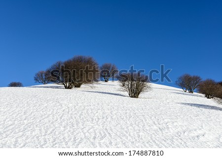 Beeches on a hill with snow, Mount San Primo (North Italy)