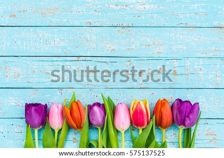 Colorful tulips spring flowers on blue wood, background for Valentine\'s Day, Birthday, Easter, Mother\'s and Woman\'s Day.