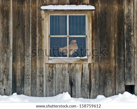 A hen sitting behind the window of a hen house observing the surrounding.