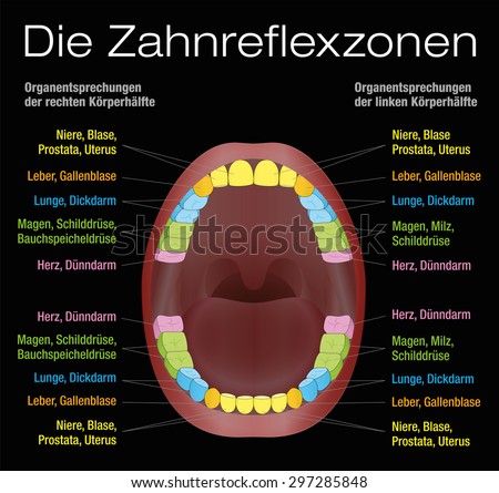 Teeth reflexology chart - alternative dental health care of permanent teeth and their corresponding internal organs. Vector illustration on black background. GERMAN LABELING!