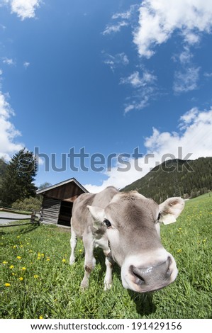 Curious little Cow on Meadow