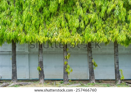 wall tree