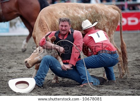 Rodeo: Team Cow Milking - Editorial