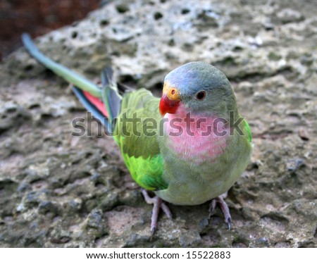 Female Princess Parrot