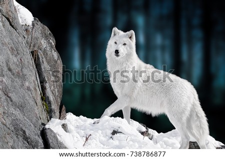 Detail in nature. Portrait of a beautiful white wolf. A big white wolf stands in the snow with a huge stone. Dark blue and black background.