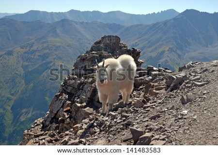Mountain Goat, Elk Range Colorado Rockies, USA