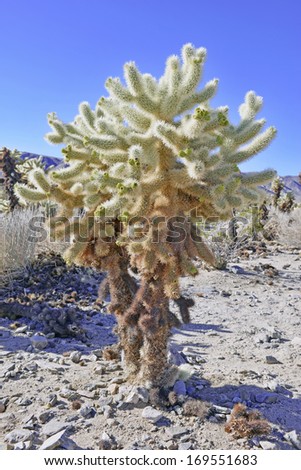 Cholla Cactus, grows in the Desert in the Southwest USA and in Mexico