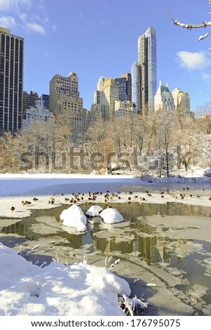 Ducks in a Pond with Ice and Manhattan Skyline, Central Park, New York City