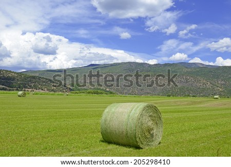 Rolled hay on Farm, Rural Landscape