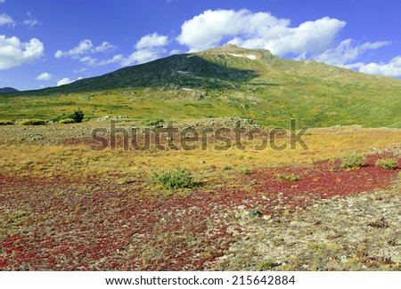 Autumn colors in the Alpine Tundra, Rocky Mountains, Colorado