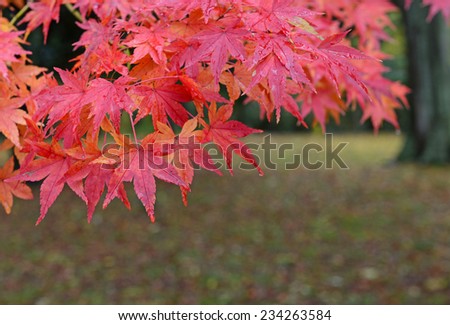 Fall Colors with Japanese Red Maple Trees in Autumn