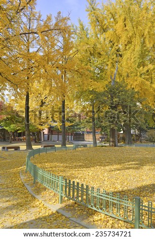 Ginkgo trees show here  in golden yellow autumn colors, are living fossils