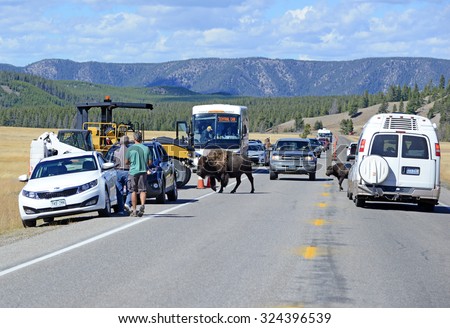 YELLOWSTONE NATIONAL PARK, WYOMING - CIRCA SEPTEMBER 2015. â??Bison Jamsâ?� result when visitors stop and gape at Bison crossing the road which cause traffic backups, often involving dozens of vehicles.